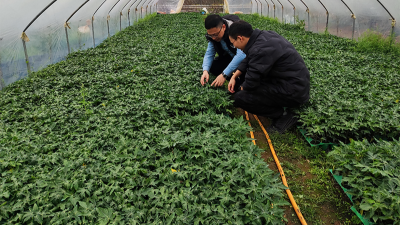 木瓜种植季——人生就是博-尊龙凯时源头守护品质，铸就酶好未来